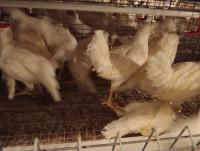 cage chick project thumbnail