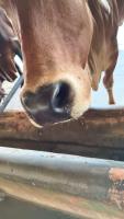 cowmuzzle project thumbnail