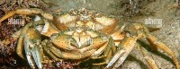 species_classf project thumbnail