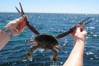 crab_ProjectCNN project thumbnail