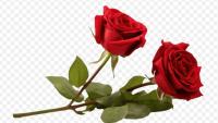 Find roses project thumbnail