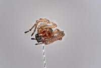 InsectImager_Boxes project thumbnail