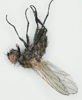 InsectImager_Segements project thumbnail
