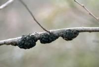 PlantOrgans_Disease project thumbnail