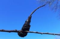 Plant_organ_disease project thumbnail