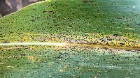 Plant_disease_classification project thumbnail