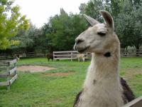 alpaca_project project thumbnail