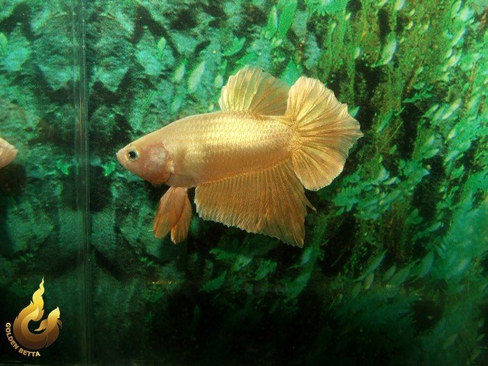 fish Object Detection Model by god agugegi