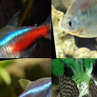 Fishing Surveillance project thumbnail