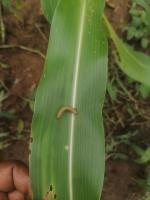 Fall-armyworm detection project thumbnail