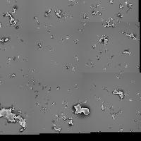 B. graminis spt spore counter project thumbnail