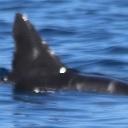 happy whale and Dolphin res project thumbnail