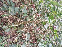 Leaf and Fruits detection project thumbnail