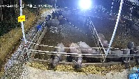 cow project thumbnail