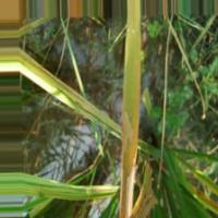 Rice Crop Disease project thumbnail