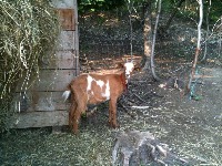 Livestock Detection project thumbnail