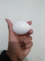 Telur project thumbnail