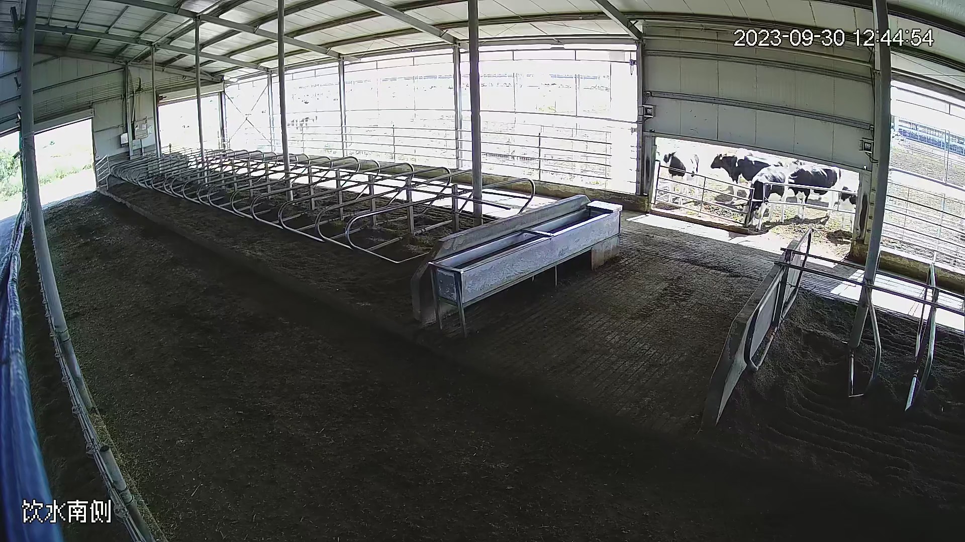 Cow action Object Detection Model by Identificacao de Vacas