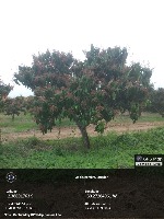 Inflorescencias project thumbnail