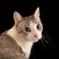 deteksi kucing project thumbnail