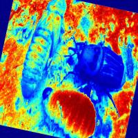 THERMAL RPW Object Detection Dataset by INSECT DETECTION