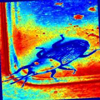 THERMAL RPW Object Detection Dataset by INSECT DETECTION