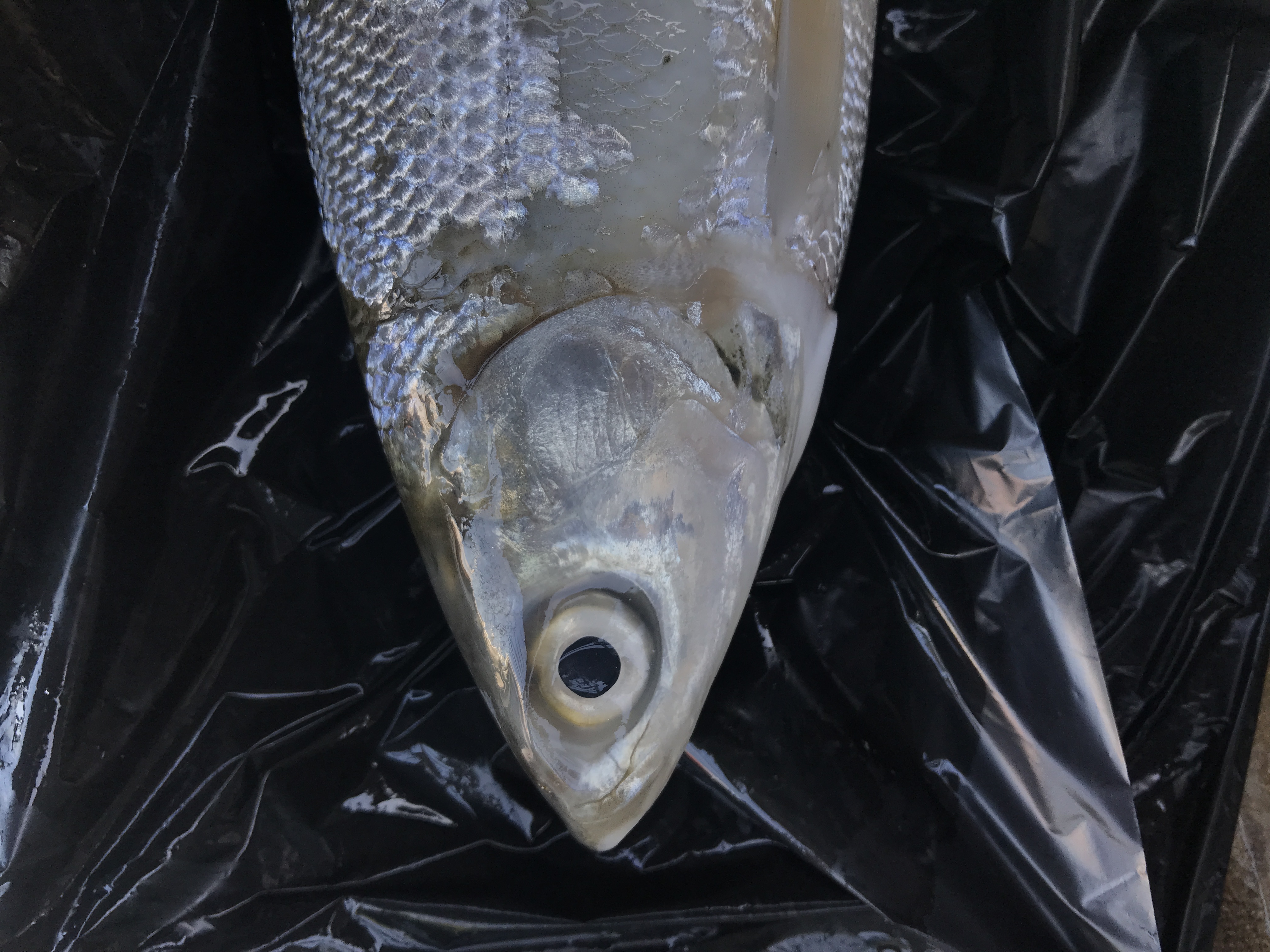Model Scan Fish freshness fish Object Detection Model by freshnessfish