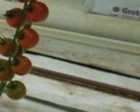 Tomato_detection project thumbnail