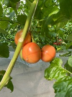 ripeness project thumbnail