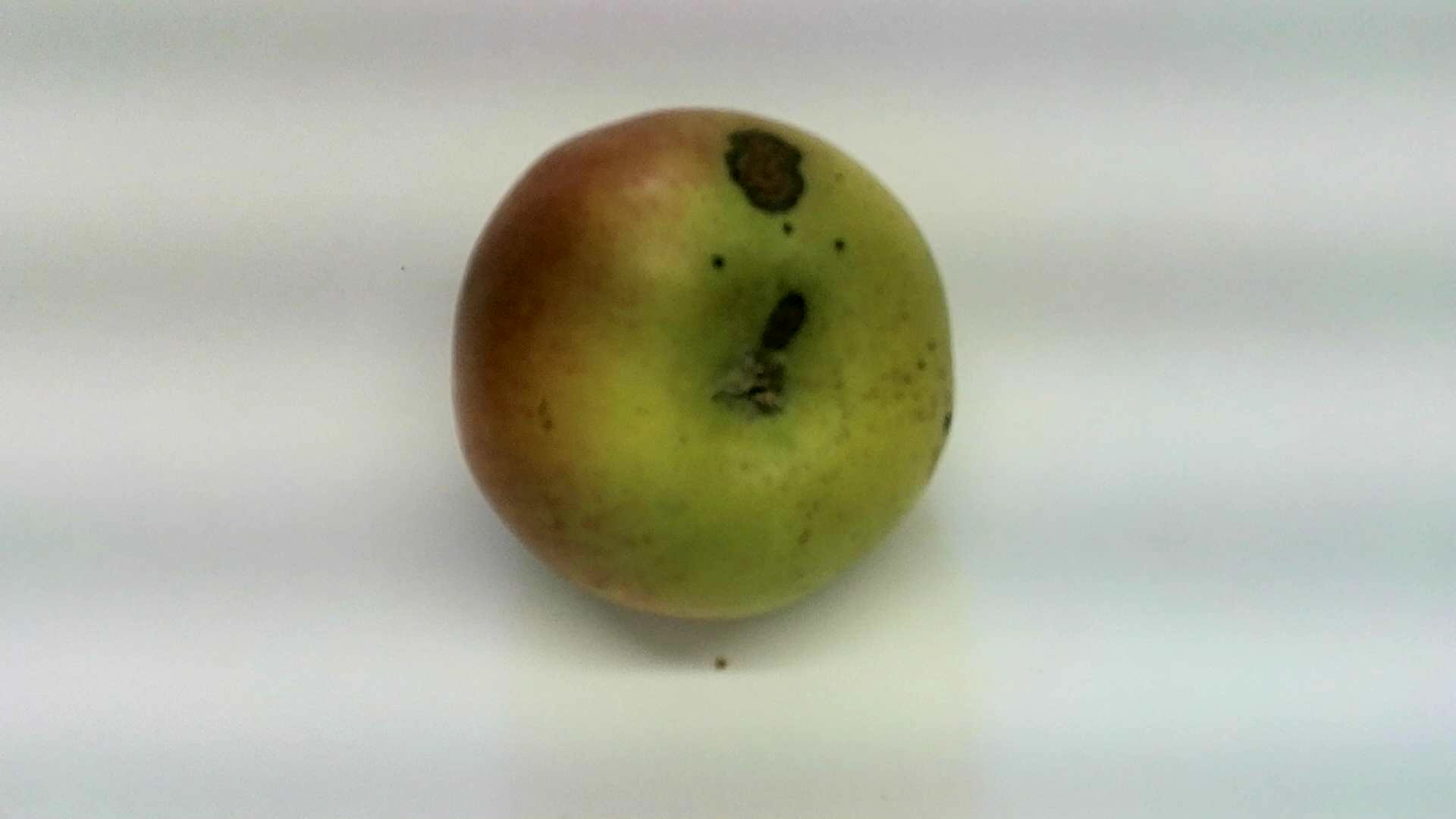 Good or bad apples Semantic Segmentation Dataset by Zack Davison