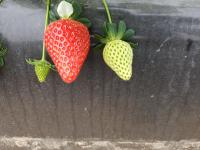 Strawberry project thumbnail