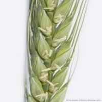 Wheat Stage Detection project thumbnail