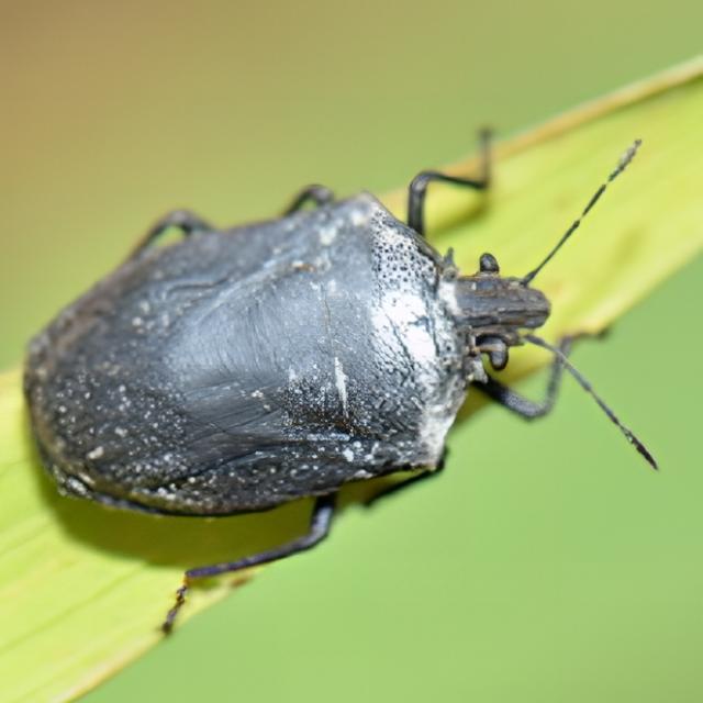 Rice Insect Dieases Object Detection Dataset by IOT Based agriculture ...