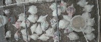 hen_path_project project thumbnail