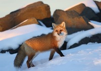 Dogs_Foxes_and_Cats project thumbnail