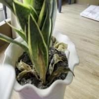 Plant Care Assistant project thumbnail