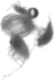 zooplankton_v2 project thumbnail