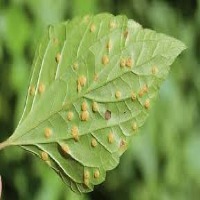 ACET_plant_disease_det_v4 project thumbnail