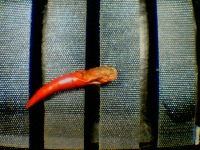 Anthracnose project thumbnail