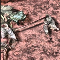 Fusarium Wilt project thumbnail