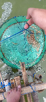 anco-pakan-shrimp-segment project thumbnail