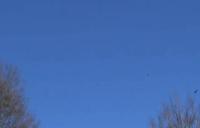bird project thumbnail