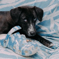 cat_dog project thumbnail