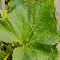 bottle gourd disease recognition project thumbnail