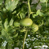 tomato3 project thumbnail