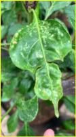 deteksi_penyakit_daun1 project thumbnail