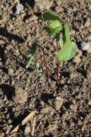 Fusarium wilt project thumbnail