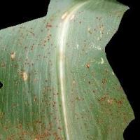 Common_Rust project thumbnail
