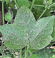 Powdery mildew project thumbnail
