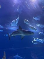Aquarium project thumbnail